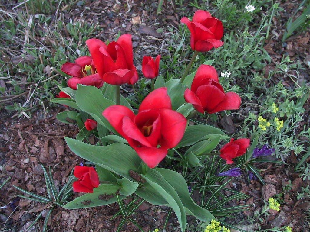 Tulipa Showwinner 01.JPG
